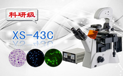 PUZHE      蒲柘     XS-43C    三目倒置荧光显微镜