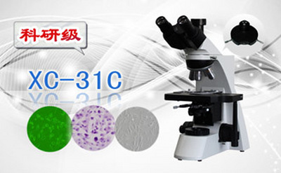 PUZHE      蒲柘    XS-31C    三目相衬显微镜