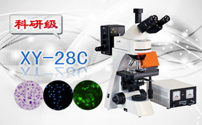 PUZHE      蒲柘     XS-28C    三目荧光显微镜